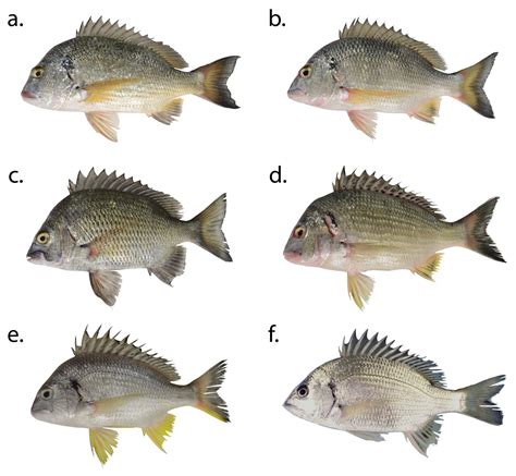 How To Fish For Bream .